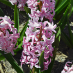 Hyacinten in de Bollenstreek rond De Zilk<br/>Copyright ยฉ JTravel.nl Hyacinten in de Bollenstreek rond De Zilk / Copyright ยฉ JTravel.nl