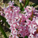 Hyacinten in de Bollenstreek rond De Zilk<br/>Copyright ยฉ JTravel.nl Hyacinten in de Bollenstreek rond De Zilk / Copyright ยฉ JTravel.nl