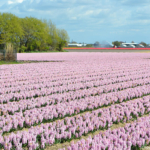 Hyacinten in de Bollenstreek rond De Zilk<br/>Copyright ยฉ JTravel.nl Hyacinten in de Bollenstreek rond De Zilk / Copyright ยฉ JTravel.nl