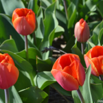 Tulpen in de Bollenstreek rond De Zilk<br/>Copyright ยฉ JTravel.nl Tulpen in de Bollenstreek rond De Zilk / Copyright ยฉ JTravel.nl