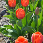 Tulpen in de Bollenstreek rond De Zilk<br/>Copyright ยฉ JTravel.nl Tulpen in de Bollenstreek rond De Zilk / Copyright ยฉ JTravel.nl
