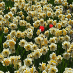 Narcissen in de Bollenstreek rond De Zilk<br/>Copyright ยฉ JTravel.nl Narcissen in de Bollenstreek rond De Zilk / Copyright ยฉ JTravel.nl