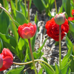 Tulpen in de Bollenstreek rond De Zilk<br/>Copyright ยฉ JTravel.nl Tulpen in de Bollenstreek rond De Zilk / Copyright ยฉ JTravel.nl
