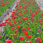 Tulpen in de Bollenstreek rond De Zilk<br/>Copyright ยฉ JTravel.nl Tulpen in de Bollenstreek rond De Zilk / Copyright ยฉ JTravel.nl