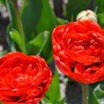 Tulpen in de Bollenstreek rond De Zilk<br/>Copyright ยฉ JTravel.nl Tulpen in de Bollenstreek rond De Zilk / Copyright ยฉ JTravel.nl