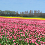 Bollenvelden in de Bollenstreek rond De Zilk<br/>Copyright ยฉ JTravel.nl Bollenvelden in de Bollenstreek rond De Zilk / Copyright ยฉ JTravel.nl