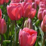Tulpen in de Bollenstreek rond De Zilk<br/>Copyright ยฉ JTravel.nl Tulpen in de Bollenstreek rond De Zilk / Copyright ยฉ JTravel.nl