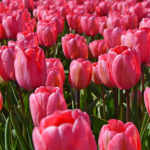 Tulpen in de Bollenstreek rond De Zilk<br/>Copyright ยฉ JTravel.nl Tulpen in de Bollenstreek rond De Zilk / Copyright ยฉ JTravel.nl