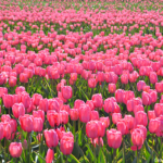 Tulpen in de Bollenstreek rond De Zilk<br/>Copyright ยฉ JTravel.nl Tulpen in de Bollenstreek rond De Zilk / Copyright ยฉ JTravel.nl