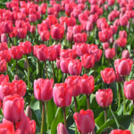 Tulpen in de Bollenstreek rond De Zilk<br/>Copyright ยฉ JTravel.nl Tulpen in de Bollenstreek rond De Zilk / Copyright ยฉ JTravel.nl