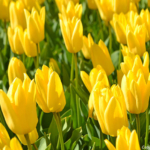 Tulpen in de Bollenstreek rond De Zilk<br/>Copyright ยฉ JTravel.nl Tulpen in de Bollenstreek rond De Zilk / Copyright ยฉ JTravel.nl