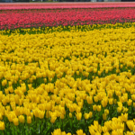 Tulpen in de Bollenstreek rond De Zilk<br/>Copyright ยฉ JTravel.nl Tulpen in de Bollenstreek rond De Zilk / Copyright ยฉ JTravel.nl