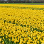 Tulpen in de Bollenstreek rond De Zilk<br/>Copyright ยฉ JTravel.nl Tulpen in de Bollenstreek rond De Zilk / Copyright ยฉ JTravel.nl