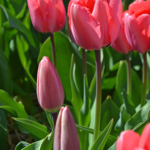 Tulpen in de Bollenstreek rond De Zilk<br/>Copyright ยฉ JTravel.nl Tulpen in de Bollenstreek rond De Zilk / Copyright ยฉ JTravel.nl