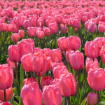 Tulpen in de Bollenstreek rond De Zilk<br/>Copyright ยฉ JTravel.nl Tulpen in de Bollenstreek rond De Zilk / Copyright ยฉ JTravel.nl