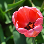 Tulpen in de Bollenstreek rond De Zilk<br/>Copyright ยฉ JTravel.nl Tulpen in de Bollenstreek rond De Zilk / Copyright ยฉ JTravel.nl