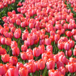 Tulpen in de Bollenstreek rond De Zilk<br/>Copyright ยฉ JTravel.nl Tulpen in de Bollenstreek rond De Zilk / Copyright ยฉ JTravel.nl