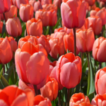 Tulpen in de Bollenstreek rond De Zilk<br/>Copyright ยฉ JTravel.nl Tulpen in de Bollenstreek rond De Zilk / Copyright ยฉ JTravel.nl