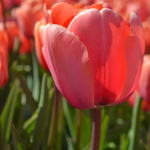 Tulpen in de Bollenstreek rond De Zilk<br/>Copyright ยฉ JTravel.nl Tulpen in de Bollenstreek rond De Zilk / Copyright ยฉ JTravel.nl