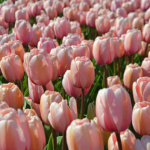 Tulpen in de Bollenstreek rond De Zilk<br/>Copyright ยฉ JTravel.nl Tulpen in de Bollenstreek rond De Zilk / Copyright ยฉ JTravel.nl