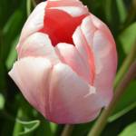 Tulpen in de Bollenstreek rond De Zilk<br/>Copyright ยฉ JTravel.nl Tulpen in de Bollenstreek rond De Zilk / Copyright ยฉ JTravel.nl