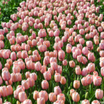 Tulpen in de Bollenstreek rond De Zilk<br/>Copyright ยฉ JTravel.nl Tulpen in de Bollenstreek rond De Zilk / Copyright ยฉ JTravel.nl