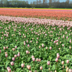 Tulpen in de Bollenstreek rond De Zilk<br/>Copyright ยฉ JTravel.nl Tulpen in de Bollenstreek rond De Zilk / Copyright ยฉ JTravel.nl