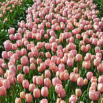 Tulpen in de Bollenstreek rond De Zilk<br/>Copyright ยฉ JTravel.nl Tulpen in de Bollenstreek rond De Zilk / Copyright ยฉ JTravel.nl