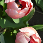 Tulpen in de Bollenstreek rond De Zilk<br/>Copyright ยฉ JTravel.nl Tulpen in de Bollenstreek rond De Zilk / Copyright ยฉ JTravel.nl