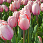 Tulpen in de Bollenstreek rond De Zilk<br/>Copyright ยฉ JTravel.nl Tulpen in de Bollenstreek rond De Zilk / Copyright ยฉ JTravel.nl