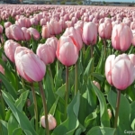 Tulpen in de Bollenstreek rond De Zilk<br/>Copyright ยฉ JTravel.nl Tulpen in de Bollenstreek rond De Zilk / Copyright ยฉ JTravel.nl