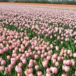Tulpen in de Bollenstreek rond De Zilk<br/>Copyright ยฉ JTravel.nl Tulpen in de Bollenstreek rond De Zilk / Copyright ยฉ JTravel.nl