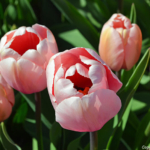 Tulpen in de Bollenstreek rond De Zilk<br/>Copyright ยฉ JTravel.nl Tulpen in de Bollenstreek rond De Zilk / Copyright ยฉ JTravel.nl