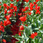 Tulpen in de Bollenstreek rond De Zilk<br/>Copyright ยฉ JTravel.nl Tulpen in de Bollenstreek rond De Zilk / Copyright ยฉ JTravel.nl