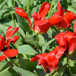 Tulpen in de Bollenstreek rond De Zilk<br/>Copyright ยฉ JTravel.nl Tulpen in de Bollenstreek rond De Zilk / Copyright ยฉ JTravel.nl