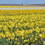 Narcissen in de Bollenstreek rond De Zilk<br/>Copyright ยฉ JTravel.nl Narcissen in de Bollenstreek rond De Zilk / Copyright ยฉ JTravel.nl