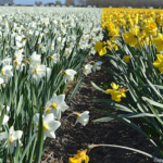 Narcissen in de Bollenstreek rond De Zilk<br/>Copyright ยฉ JTravel.nl Narcissen in de Bollenstreek rond De Zilk / Copyright ยฉ JTravel.nl