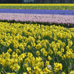 Narcissen en hyacinten in de Bollenstreek rond De Zilk<br/>Copyright ยฉ JTravel.nl Narcissen en hyacinten in de Bollenstreek rond De Zilk / Copyright ยฉ JTravel.nl