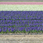 Hyacinten in de Bollenstreek rond De Zilk<br/>Copyright ยฉ JTravel.nl Hyacinten in de Bollenstreek rond De Zilk / Copyright ยฉ JTravel.nl