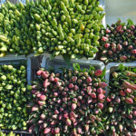 Tulpen te koop in de Bollenstreek rond De Zilk<br/>Copyright ยฉ JTravel.nl Tulpen te koop in de Bollenstreek rond De Zilk / Copyright ยฉ JTravel.nl