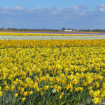 Narcissen in de Bollenstreek rond De Zilk<br/>Copyright ยฉ JTravel.nl Narcissen in de Bollenstreek rond De Zilk / Copyright ยฉ JTravel.nl