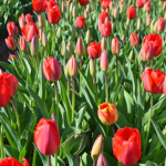 Tulpen in de Bollenstreek rond De Zilk<br/>Copyright ยฉ JTravel.nl Tulpen in de Bollenstreek rond De Zilk / Copyright ยฉ JTravel.nl