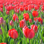 Tulpen in de Bollenstreek rond De Zilk<br/>Copyright ยฉ JTravel.nl Tulpen in de Bollenstreek rond De Zilk / Copyright ยฉ JTravel.nl