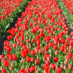 Tulpen in de Bollenstreek rond De Zilk<br/>Copyright ยฉ JTravel.nl Tulpen in de Bollenstreek rond De Zilk / Copyright ยฉ JTravel.nl