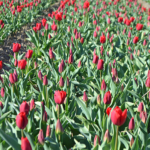 Tulpen in de Bollenstreek rond De Zilk<br/>Copyright ยฉ JTravel.nl Tulpen in de Bollenstreek rond De Zilk / Copyright ยฉ JTravel.nl
