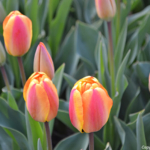 Tulpen in de Bollenstreek rond De Zilk<br/>Copyright ยฉ JTravel.nl Tulpen in de Bollenstreek rond De Zilk / Copyright ยฉ JTravel.nl