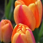 Tulpen in de Bollenstreek rond De Zilk<br/>Copyright ยฉ JTravel.nl Tulpen in de Bollenstreek rond De Zilk / Copyright ยฉ JTravel.nl