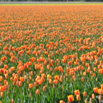Tulpen in de Bollenstreek rond De Zilk<br/>Copyright ยฉ JTravel.nl Tulpen in de Bollenstreek rond De Zilk / Copyright ยฉ JTravel.nl