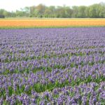 Hyacinten in de Bollenstreek rond De Zilk<br/>Copyright ยฉ JTravel.nl Hyacinten in de Bollenstreek rond De Zilk / Copyright ยฉ JTravel.nl