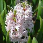 Een hyacint in de Bollenstreek rond De Zilk<br/>Copyright ยฉ JTravel.nl Een hyacint in de Bollenstreek rond De Zilk / Copyright ยฉ JTravel.nl